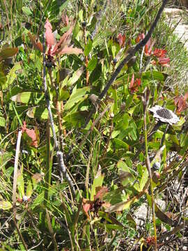 Image of Wagon tree