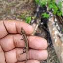 Imagem de Anolis semilineatus Cope 1864