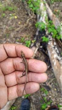 Image of Hispaniolan grass anole