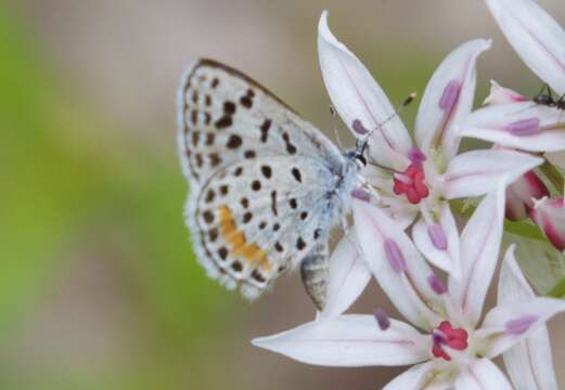 Image of Rita's Blue