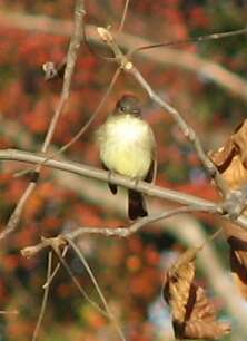 Image of Eastern Phoebe