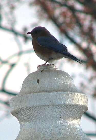 Image of Eastern Bluebird