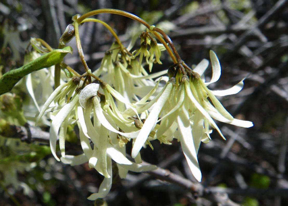 Слика од Chionanthus pygmaeus Small