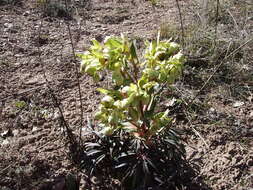 Image of Stinking Hellebore