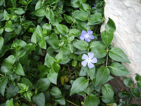 Image of Greater Periwinkle