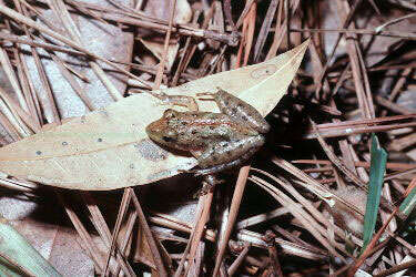 Image of Southern Cricket Frog