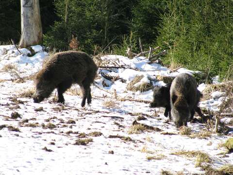 Imagem de Sus scrofa scrofa Linnaeus 1758