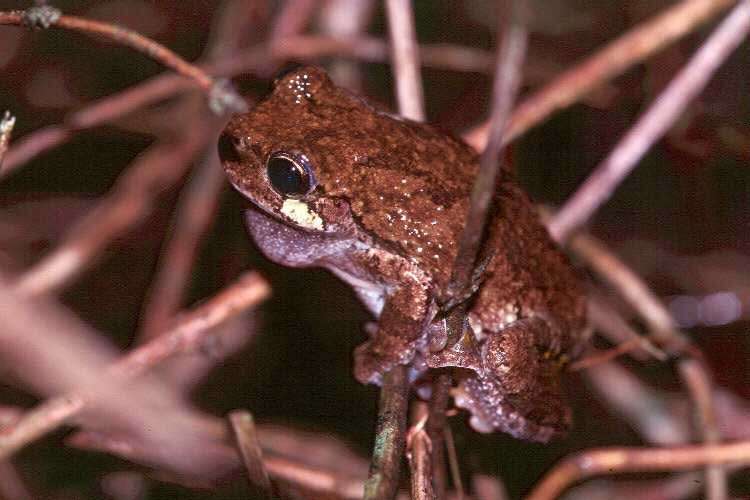 Image of Cope's Gray Treefrog