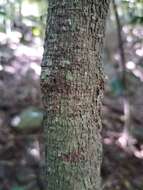 Image of Myristica globosa Warb.