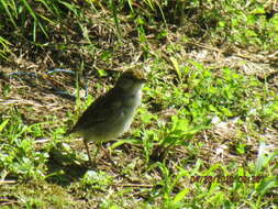 Image of Yellow-browed Sparrow