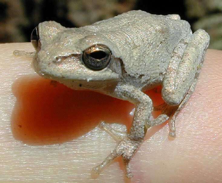 Image of Pine Woods Treefrog