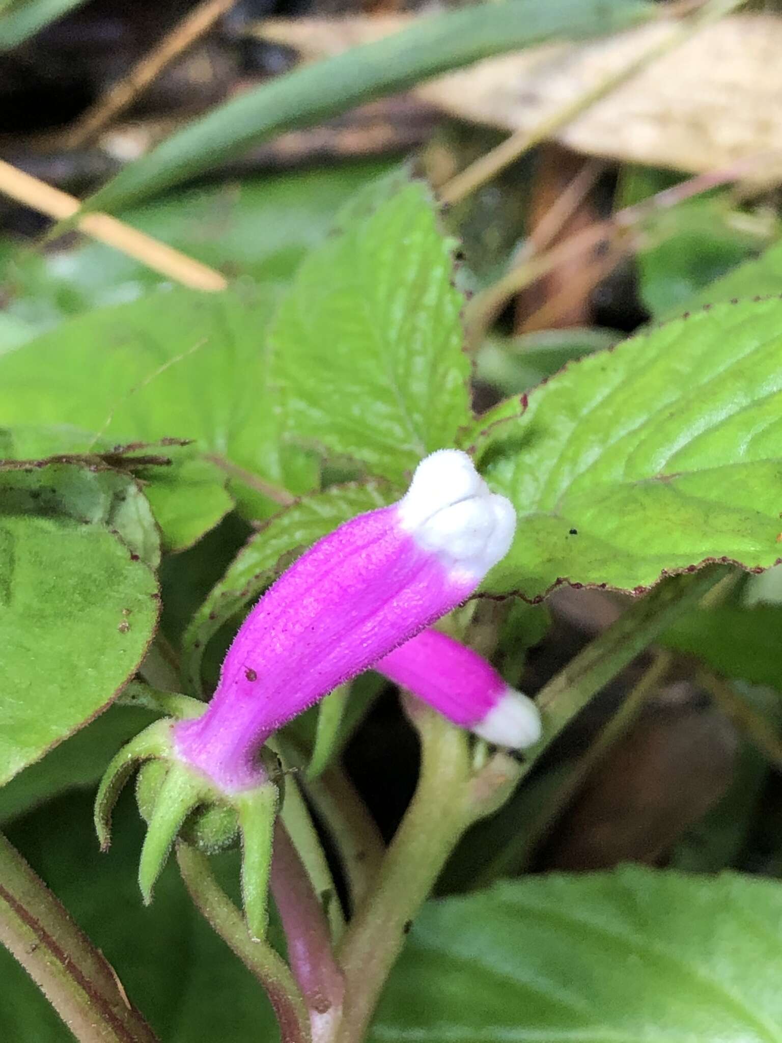 Image of Centropogon leucophyllus Gleason