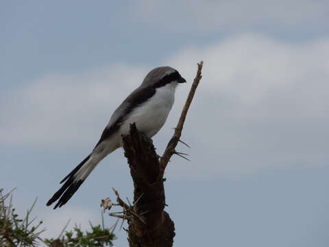 Image of Grey-backed Fiscal