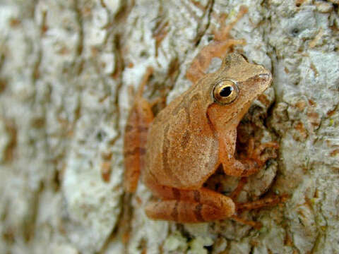 Image of Spring Peeper