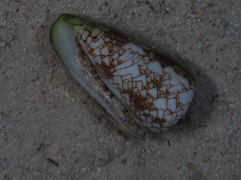 Image of Conus textile neovicarius da Motta 1982