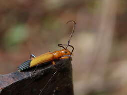 Image of Stenoderus ostricilla Newman 1850