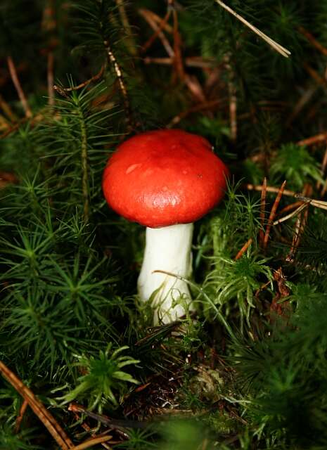 Image of Russula emetica (Schaeff.) Pers. 1796