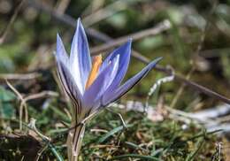 Image of Crocus variegatus Hoppe & Hornsch.