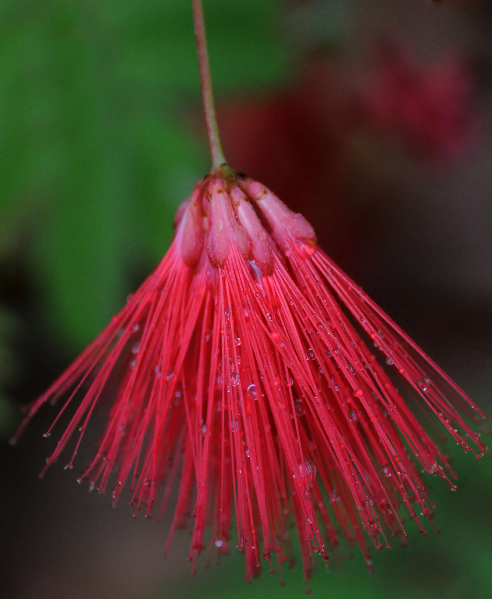 Image of Calliandra peninsularis Rose