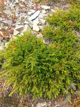 Image of Mountain Crowberry