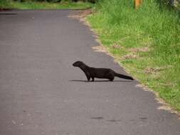 Image of American Mink