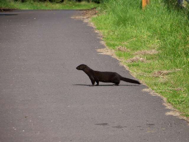 Image of American Mink