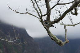 Image of Madeiran Chaffinch
