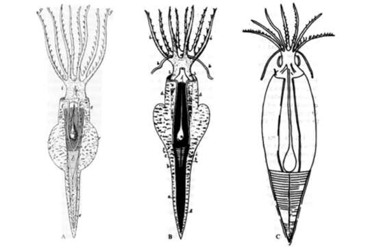 Image of Belemnoteuthididae