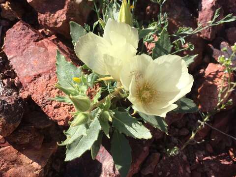 Imagem de Mentzelia tricuspis A. Gray