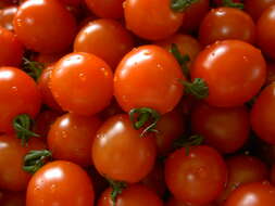 Image of tomato