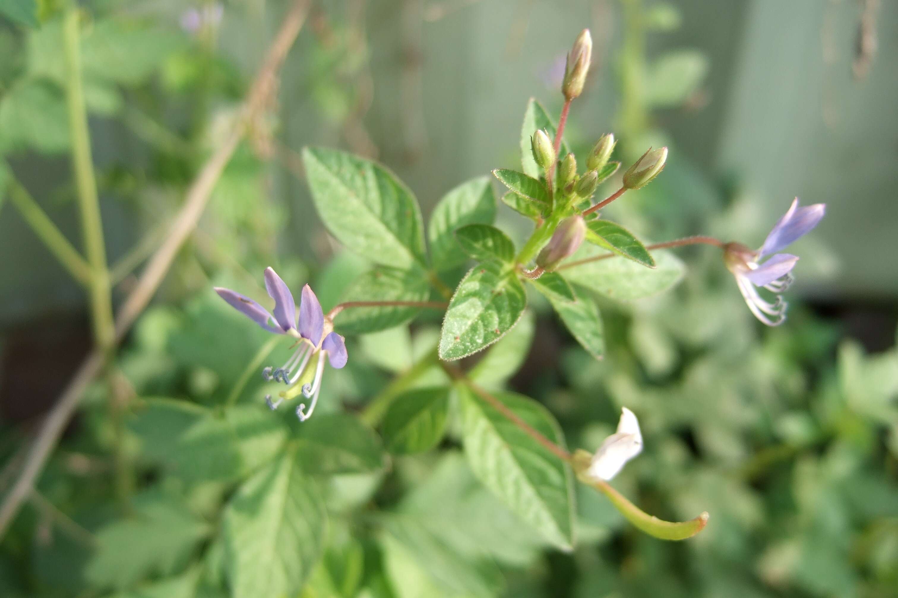 Image of fringed spiderflower