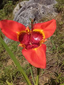 Image of Mexican Shellflower