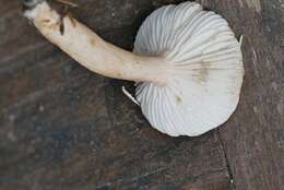 Image of Lactarius mucidus Burl. 1908