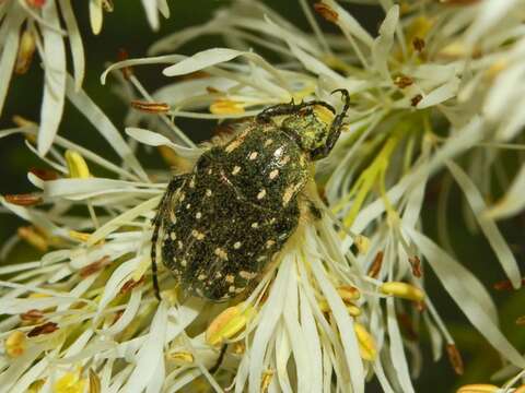 Image of Oxythyrea funesta (Poda 1761)