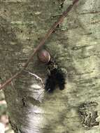 Image of Tawny Jumping Spider