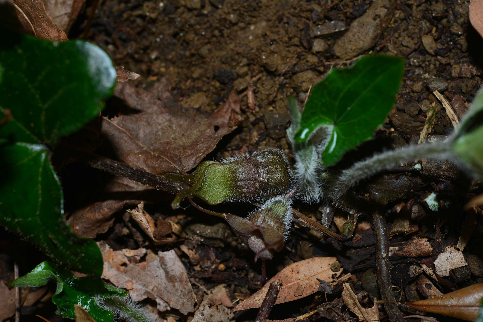 Image of Asarum caudigerum Hance