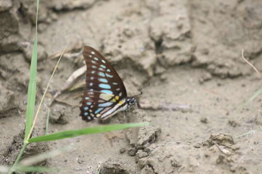 Plancia ëd Graphium chironides (Honrath 1884)