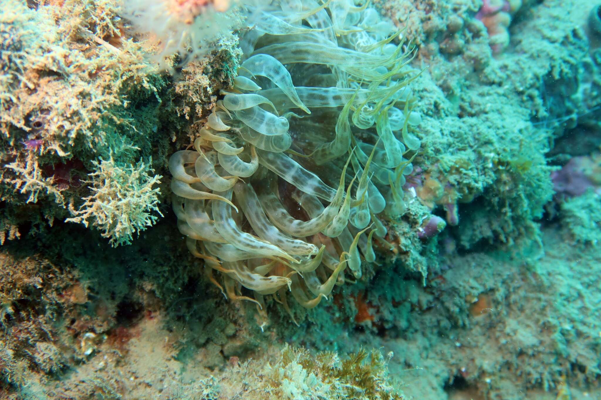 Image of glassrose anemone