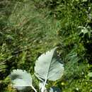 Image of Mountain Ribbon Wood