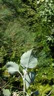 Image of Mountain Ribbon Wood