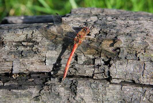 Image of Common Darter