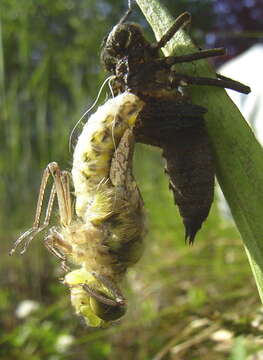 Image of Four-spotted Chaser