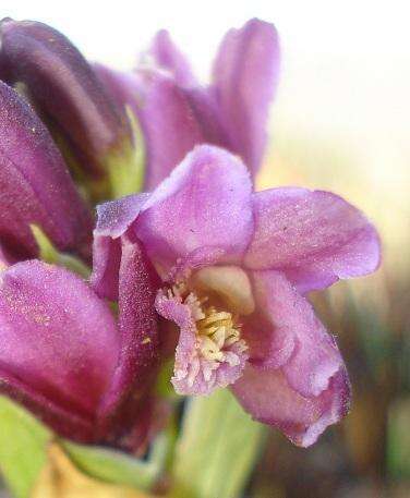 Image of Eulophia vinosa McMurtry & G. McDonald