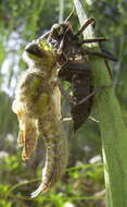 Image of Four-spotted Chaser