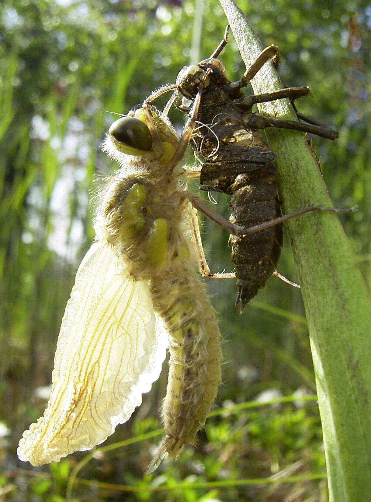 Image of Four-spotted Chaser