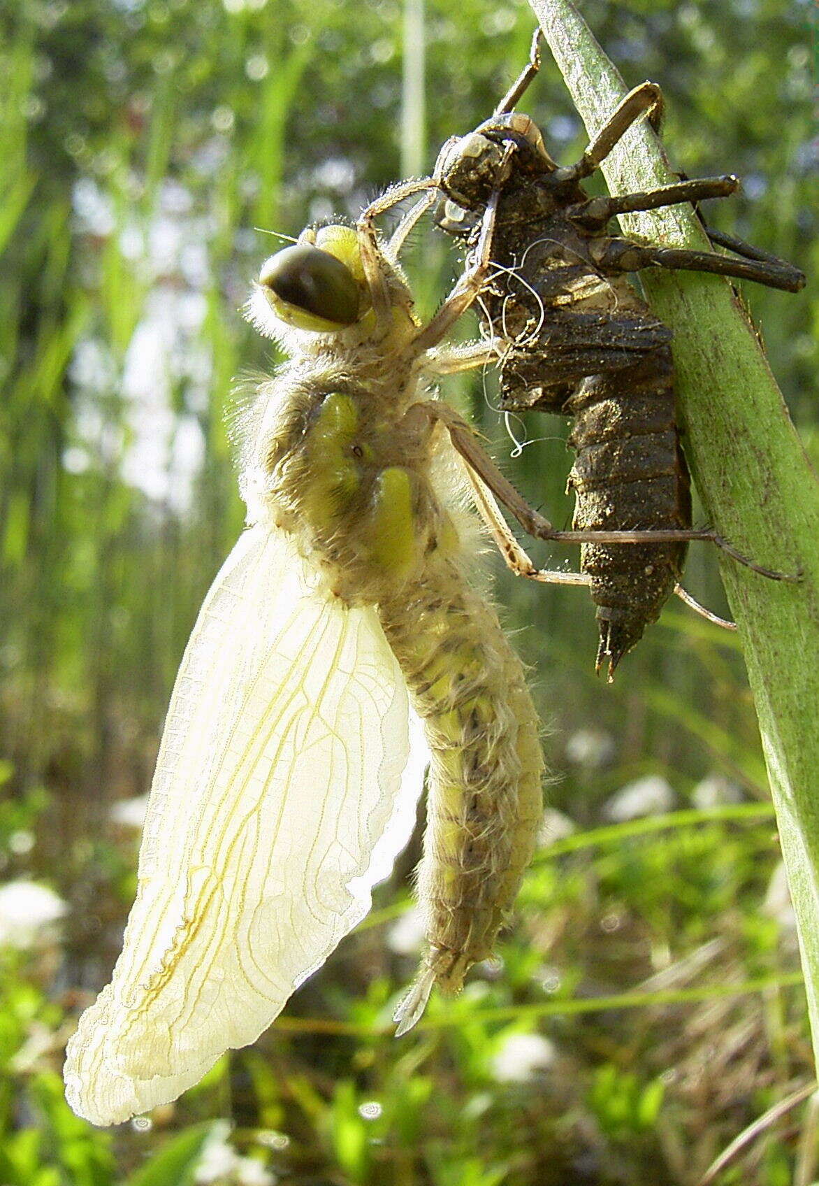 Image of Four-spotted Chaser