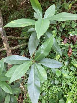 Image of Caribbean burn nose