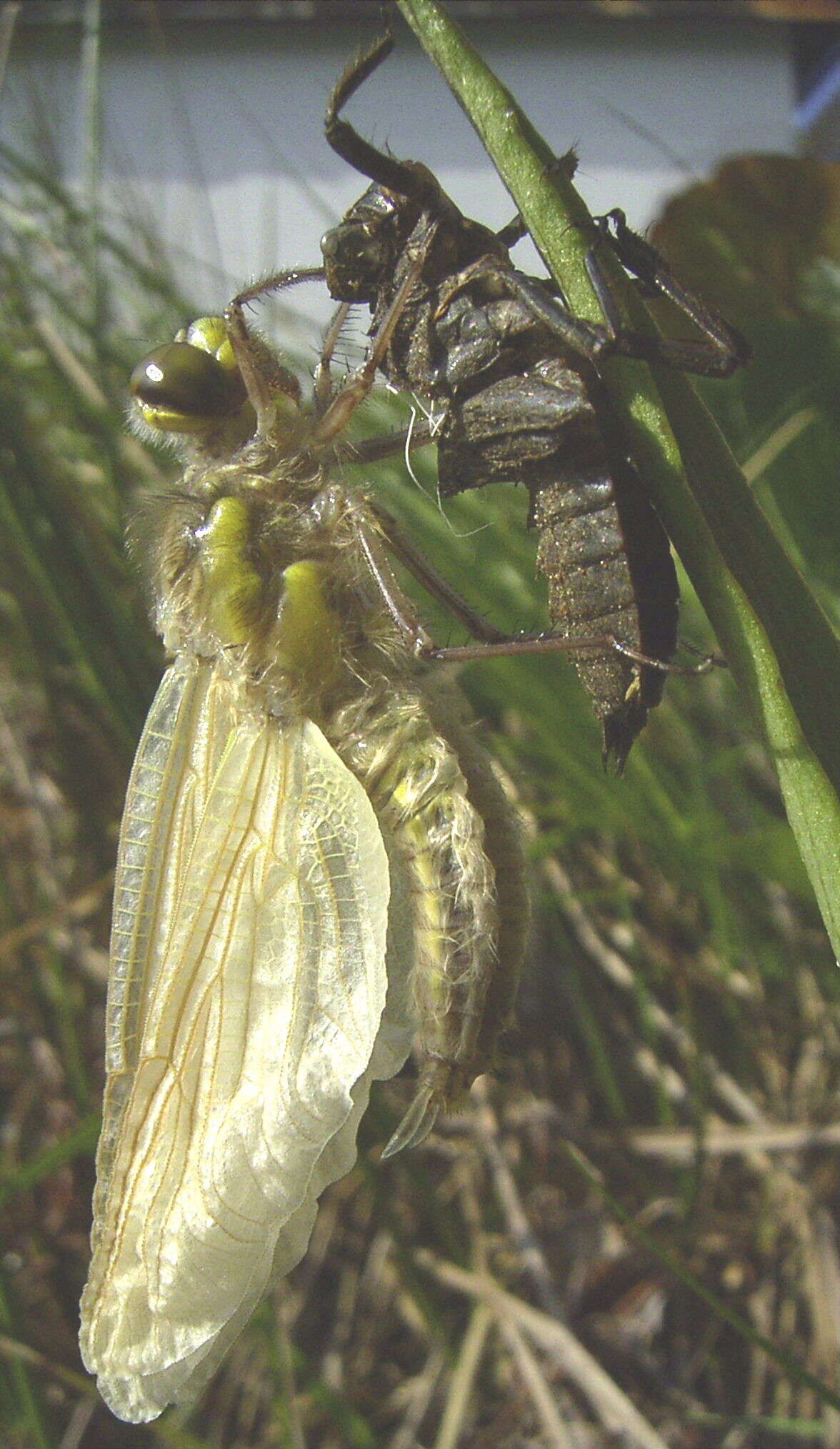 Image of Four-spotted Chaser