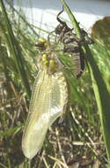 Image of Four-spotted Chaser