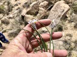 Image of largeflower onion